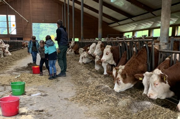Kinder im Kuhstall füttern die Kühe